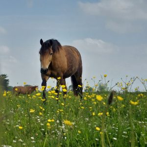 Pack Privilège – Week-end NATURE